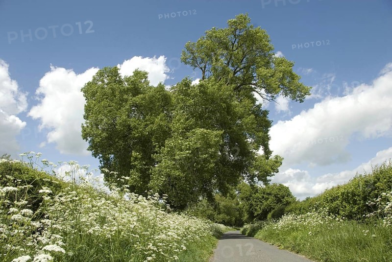 Black Poplar