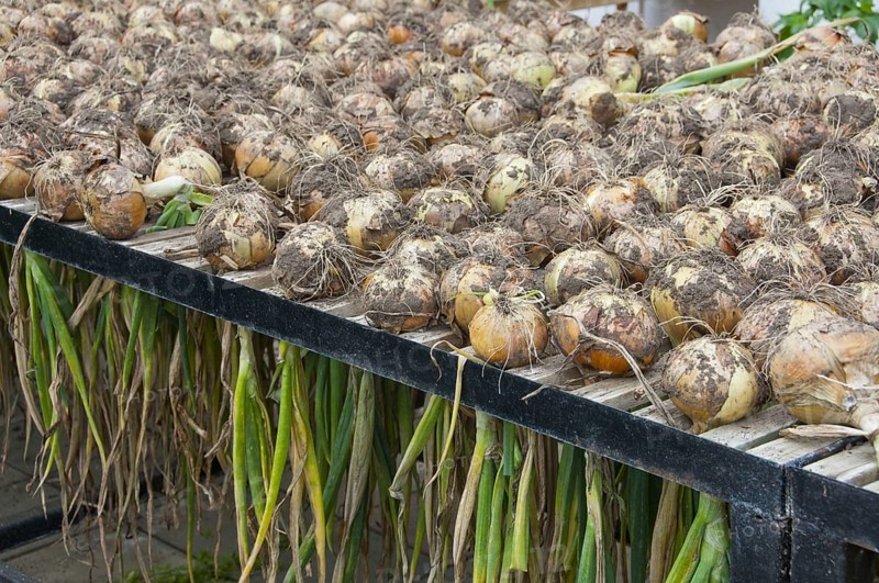Onion