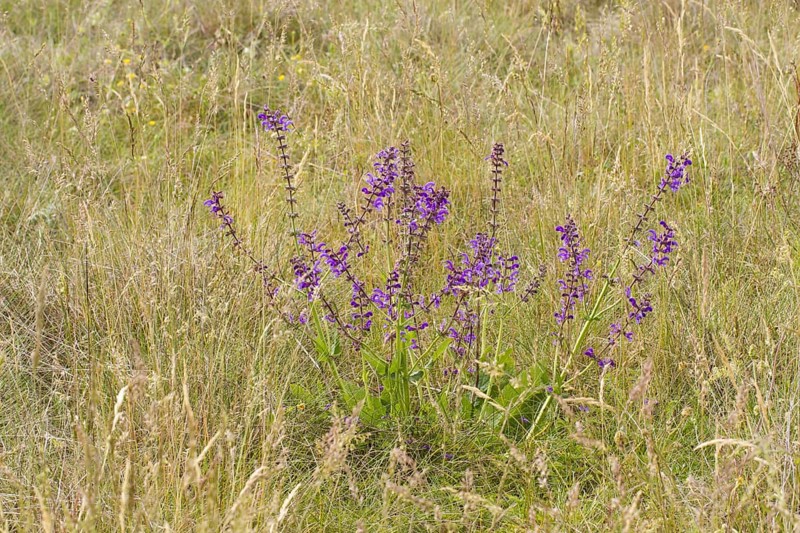 Meadow Clary