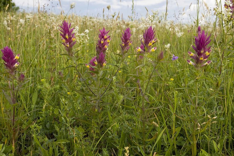 Flowering field cow-wheat