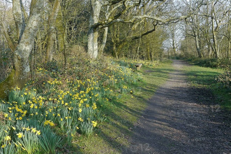 Wild Daffodil