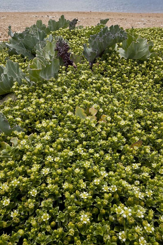 Sea Sandwort