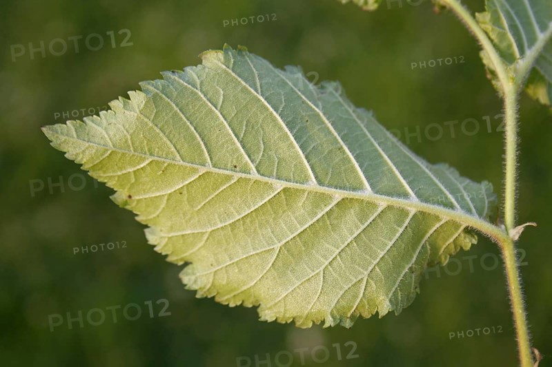 English Elm