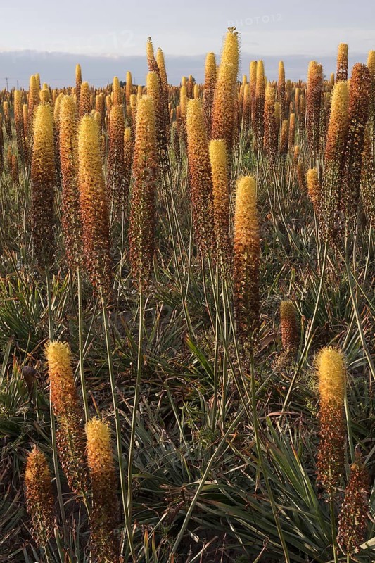 Foxtail lily