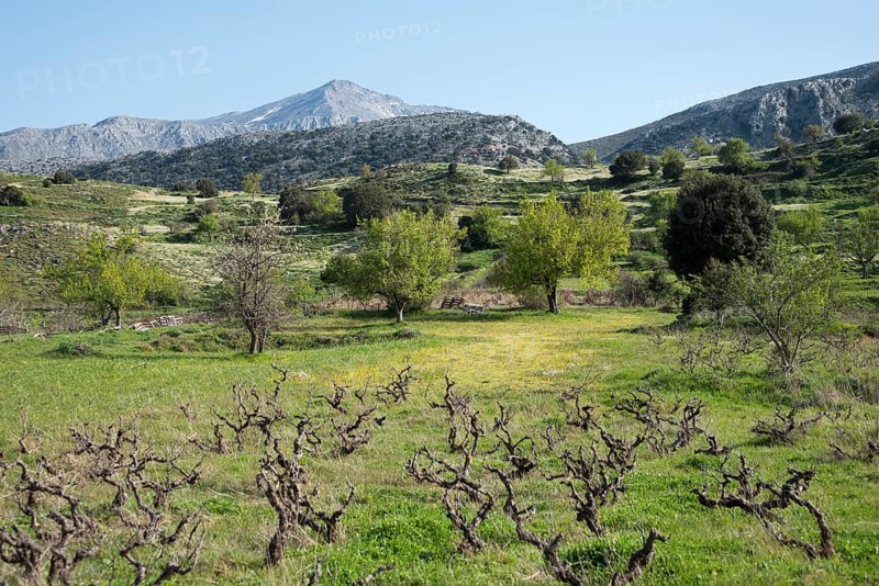 Vineyard near Agios Konstantinos