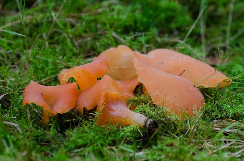 Flesh red jelly funnel