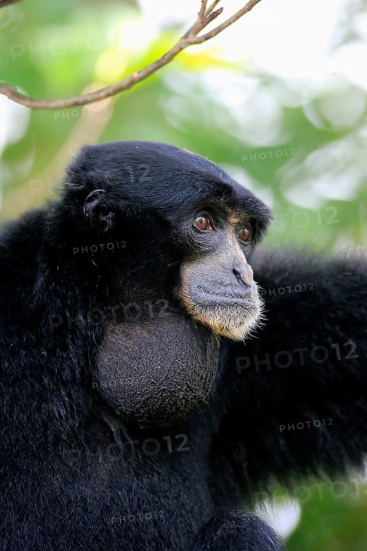 Siamang