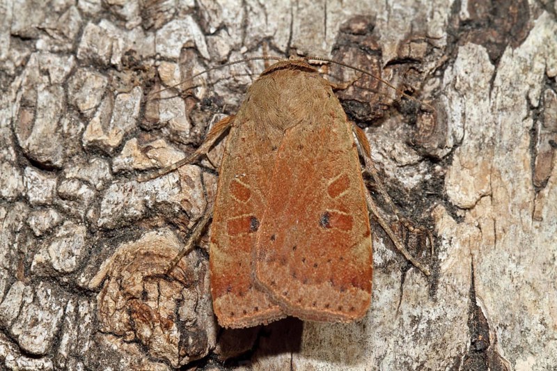 Broad-winged Banded Owl