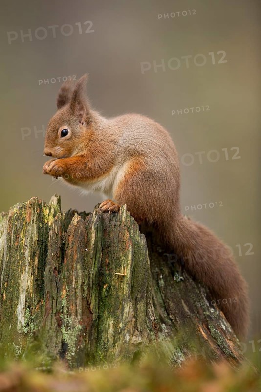 Eurasian red squirrel