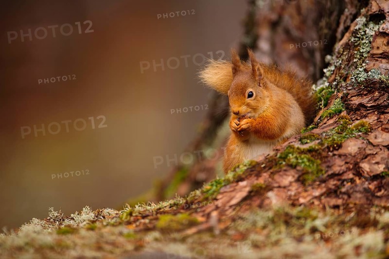 Eurasian red eurasian red squirrel