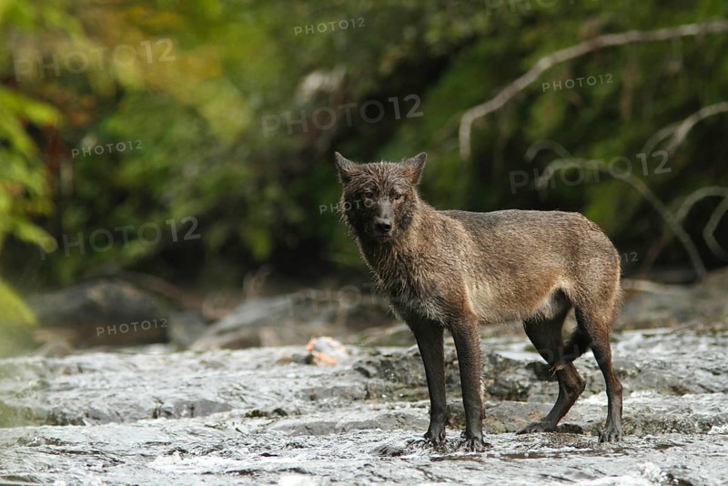 Grey Wolf
