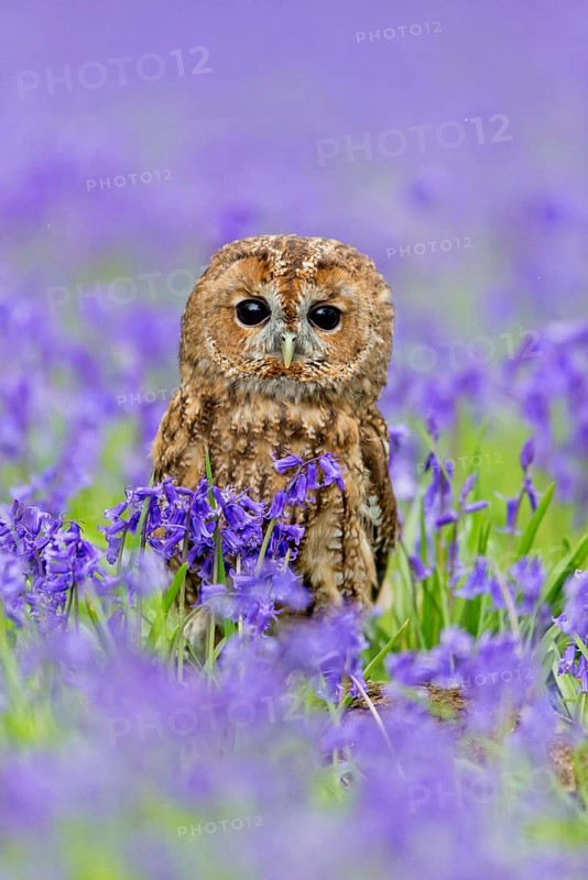 Tawny Owl
