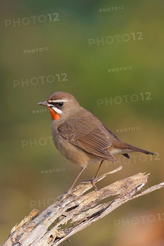 Siberian Rubythroat