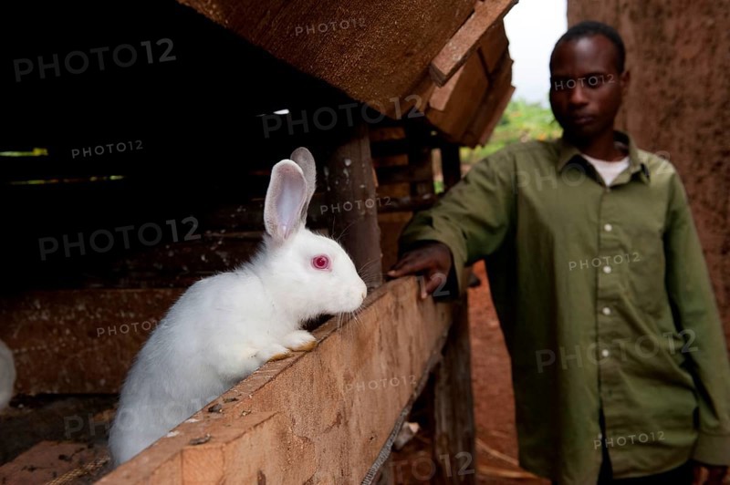 Rabbit breeding