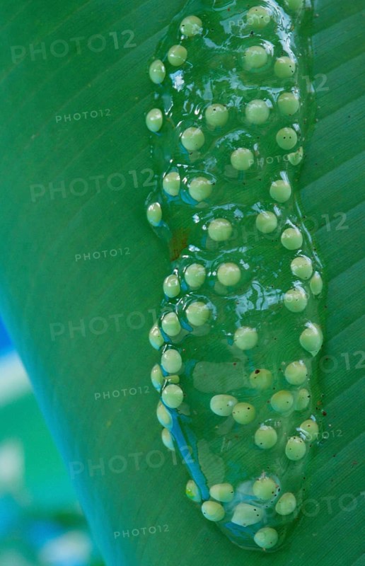 Red-eyed Treefrog