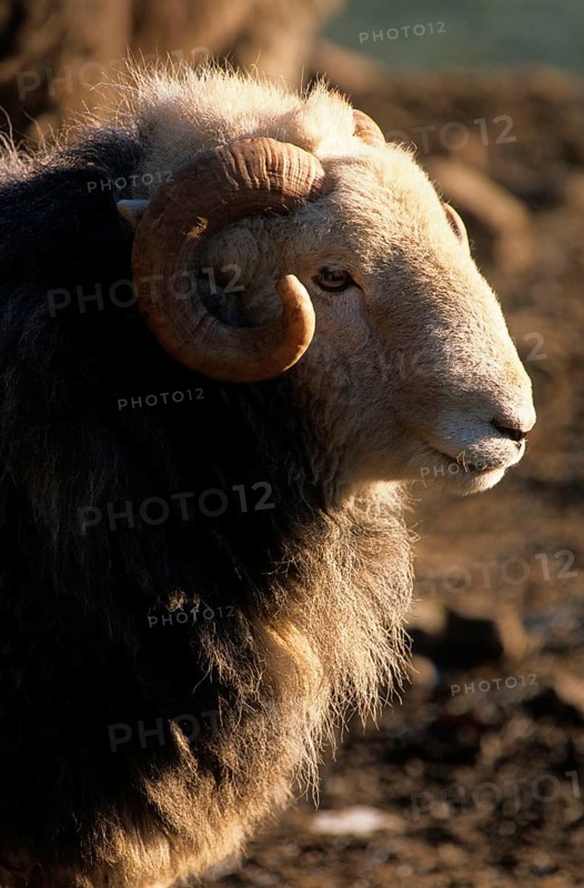 Domestic Sheep
