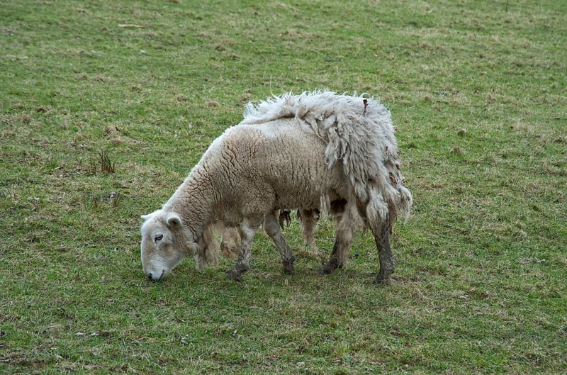 Domestic Sheep