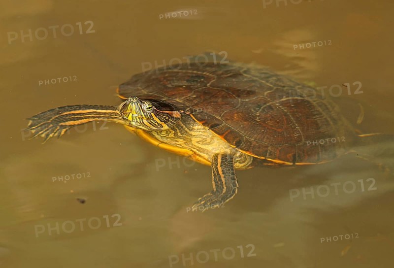 Panamanian Slider