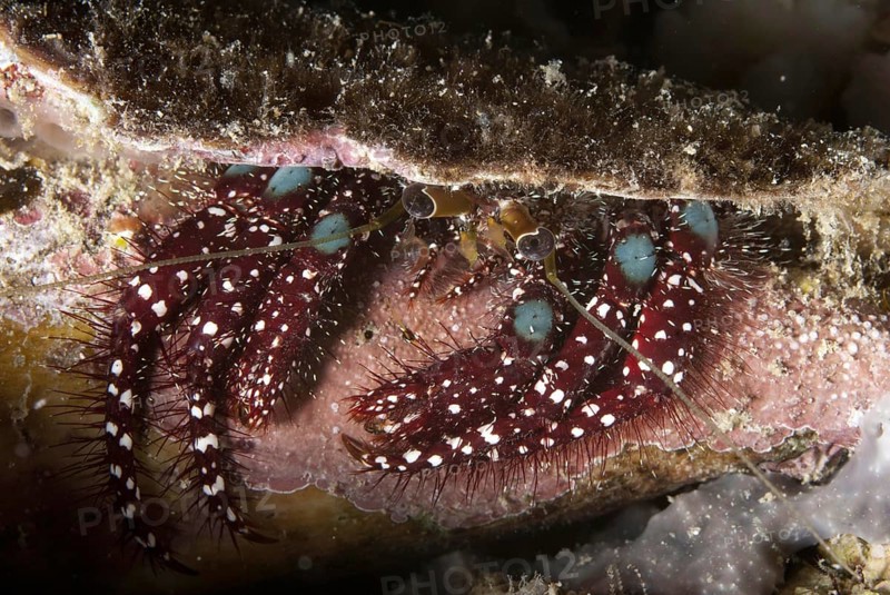 Blue-knee hermit crab
