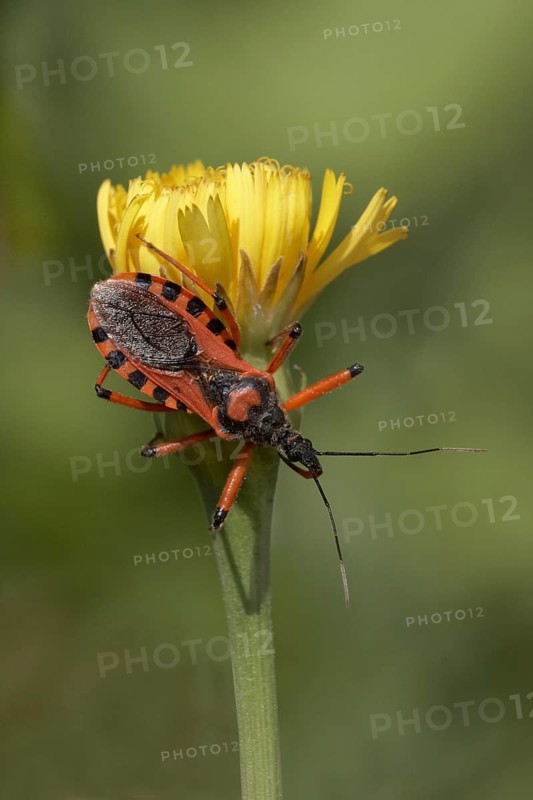 Red Assassin Bug