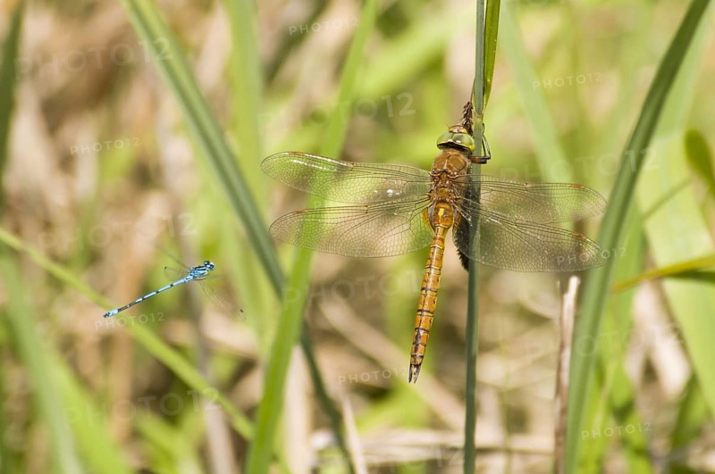 Norfolk Hawker