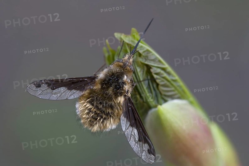 Large bee fly