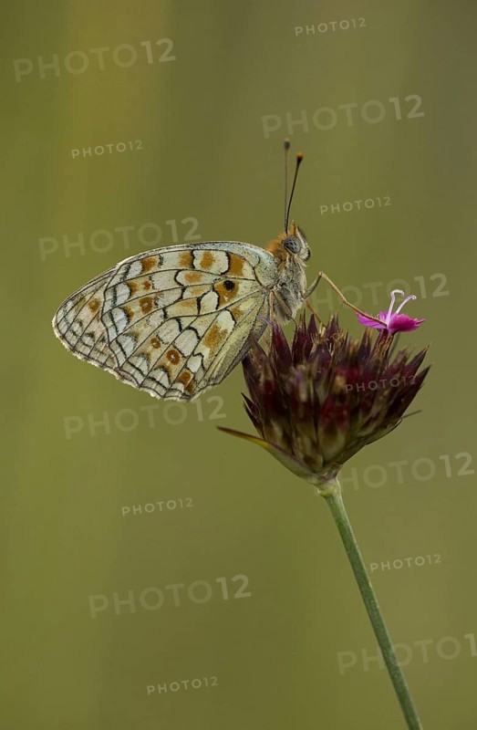 Niobe fritillary