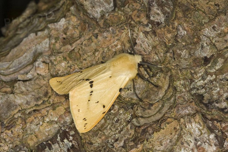Buff Ermine