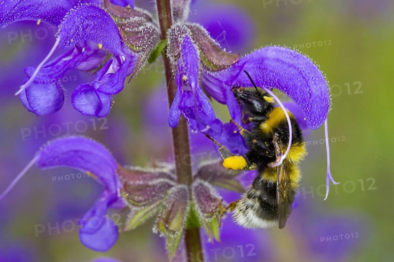 Garden Bumblebee