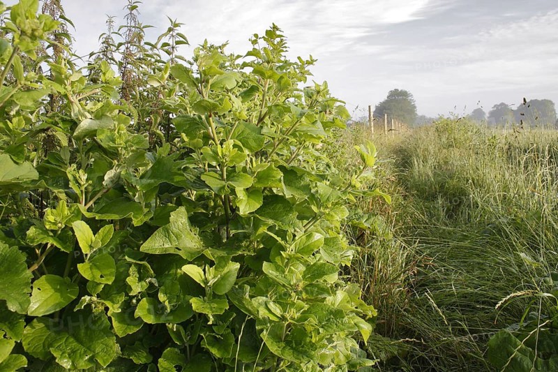 Lesser Burdock