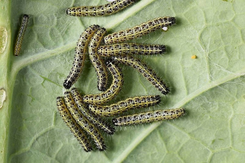 Cabbage butterflies