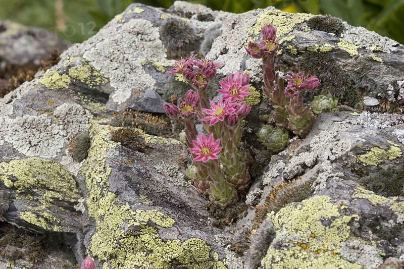 Arachnoideum