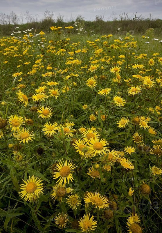 Flowering mass of British british yellowhead