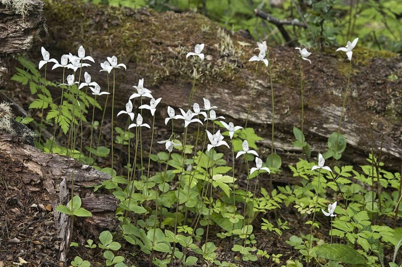 Flowering white little pigeon orchid