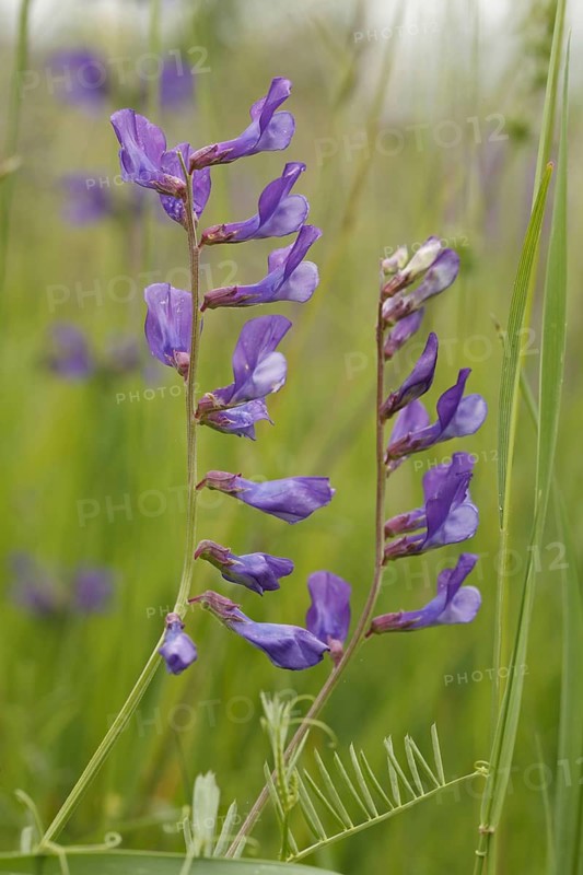 Fine-leaved Vetch