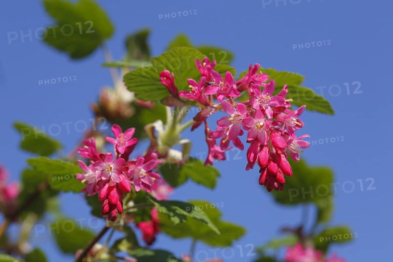 Flowering currant