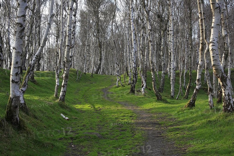 Silver Birch
