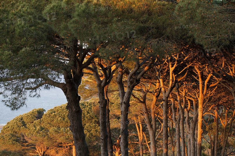 Mediterranean coastal pine