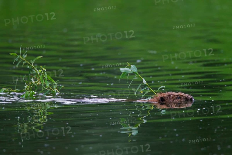 Eurasian beaver