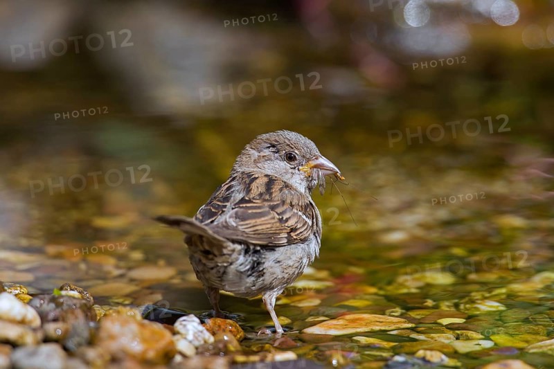 House sparrow