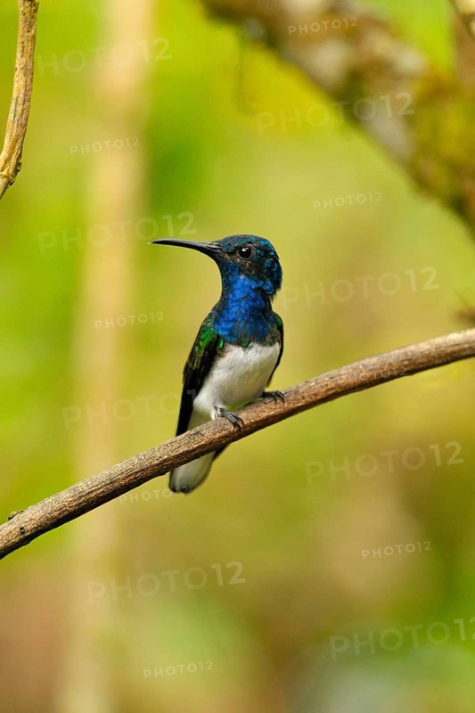 Jacobin Hummingbird Male