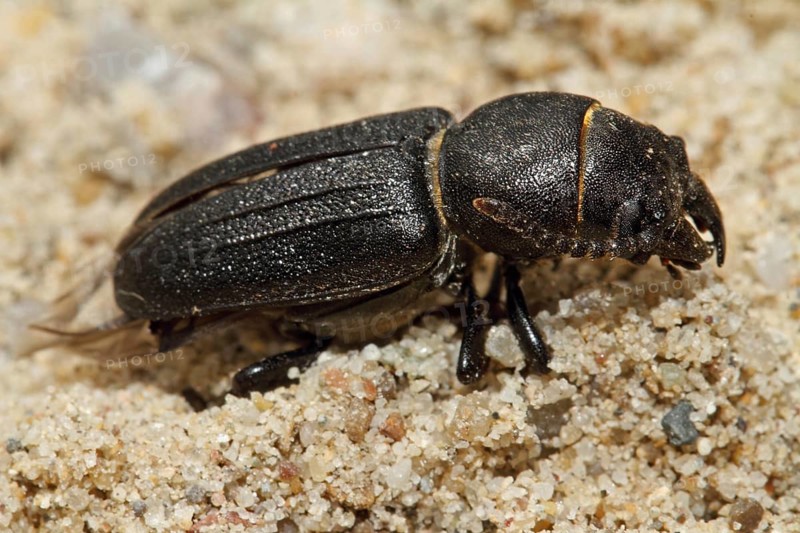 Black longhorn beetle