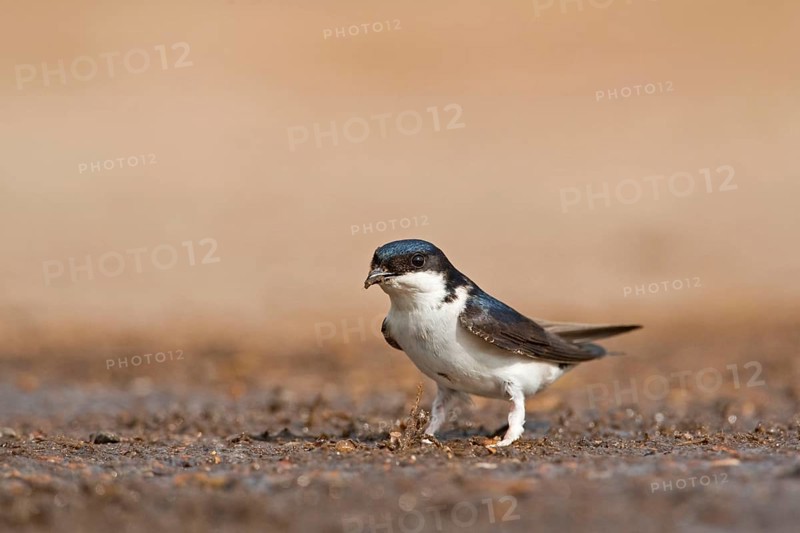 Common house martins