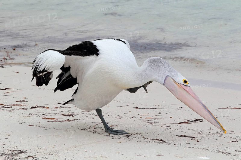 Australian australian pelican
