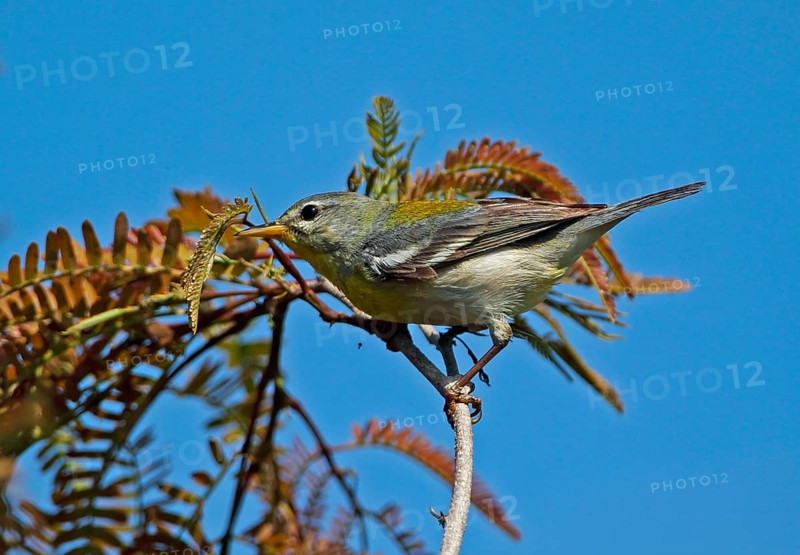Northern Parula