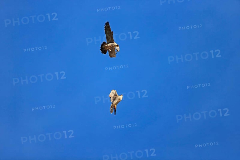 Peregrine Falcon