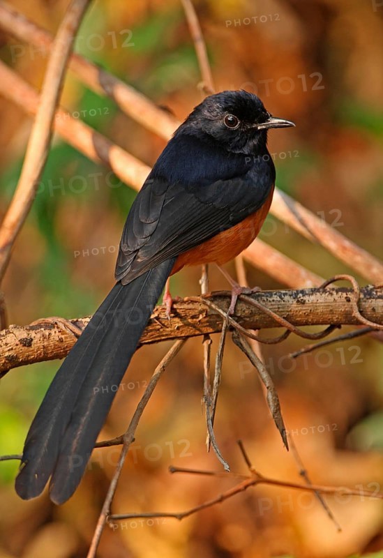 White-rumped Shama
