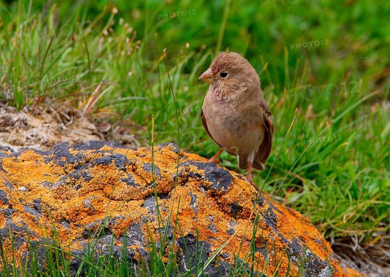 Mongolian Finch