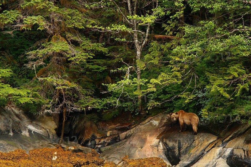 Grizzly bear