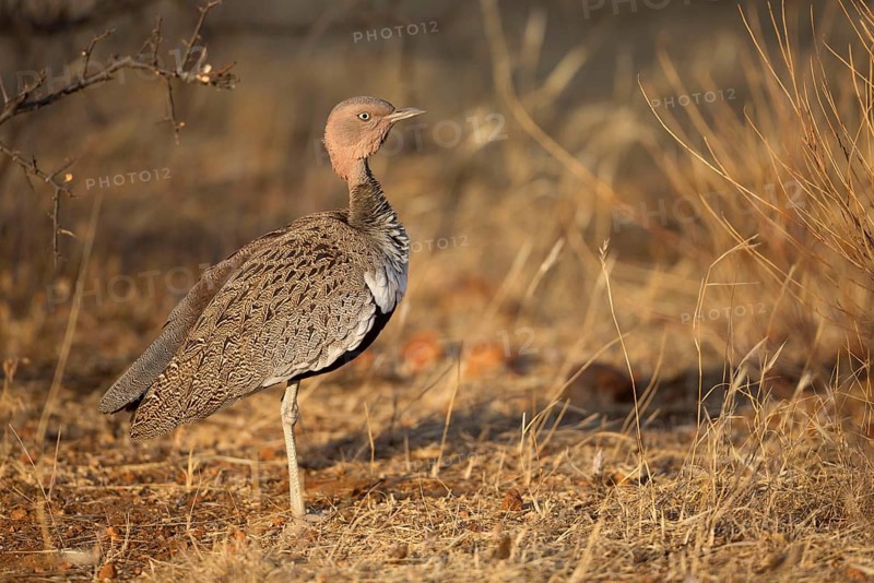 Buff-crested bustard